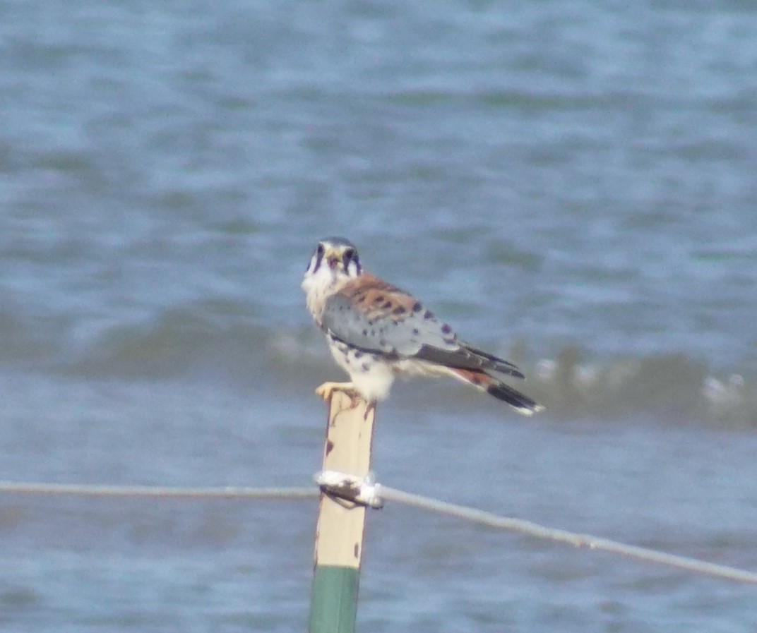 American Kestrel - ML644497222