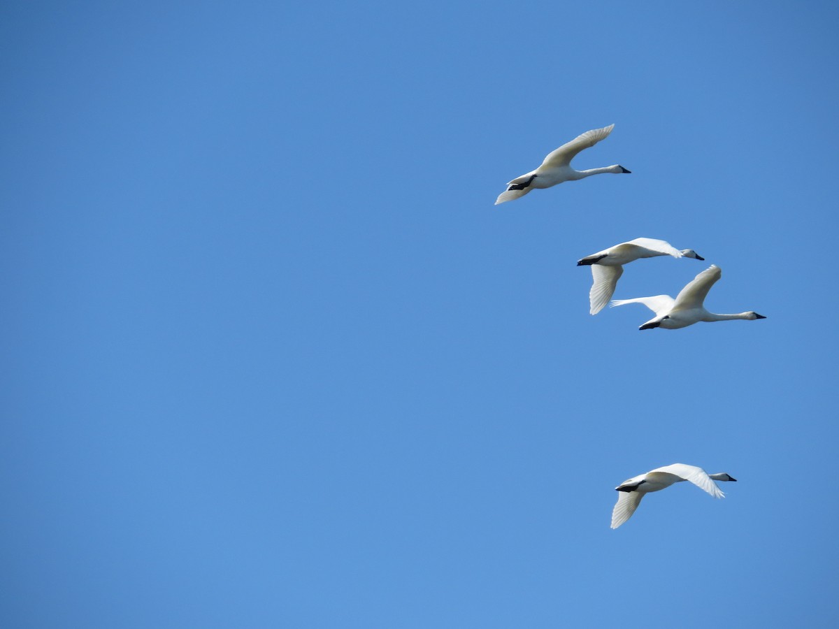 Beltxarga txistularia - ML644497239