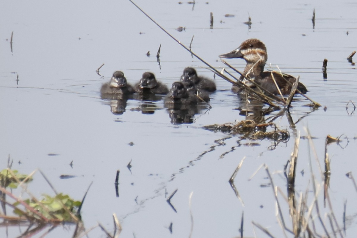 Gobbo della Giamaica - ML644497241