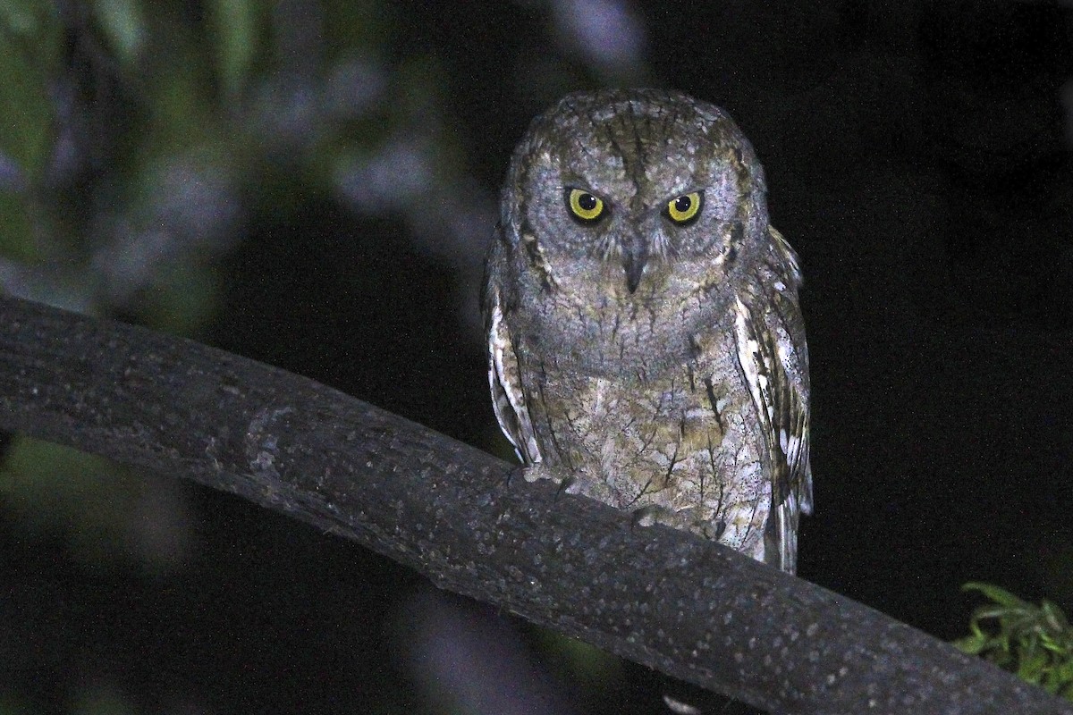 Ердийн орволго - ML644497245