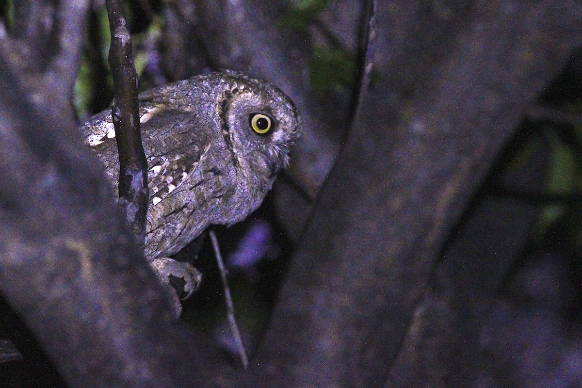 Ердийн орволго - ML644497246