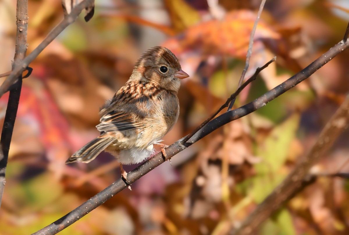 Field Sparrow - ML644497258