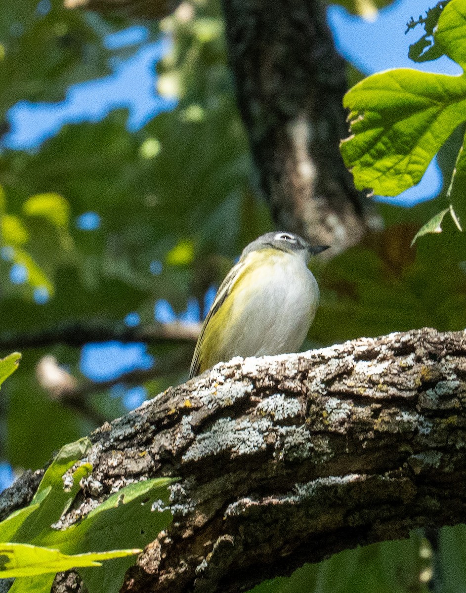 Blue-headed Vireo - ML644497268