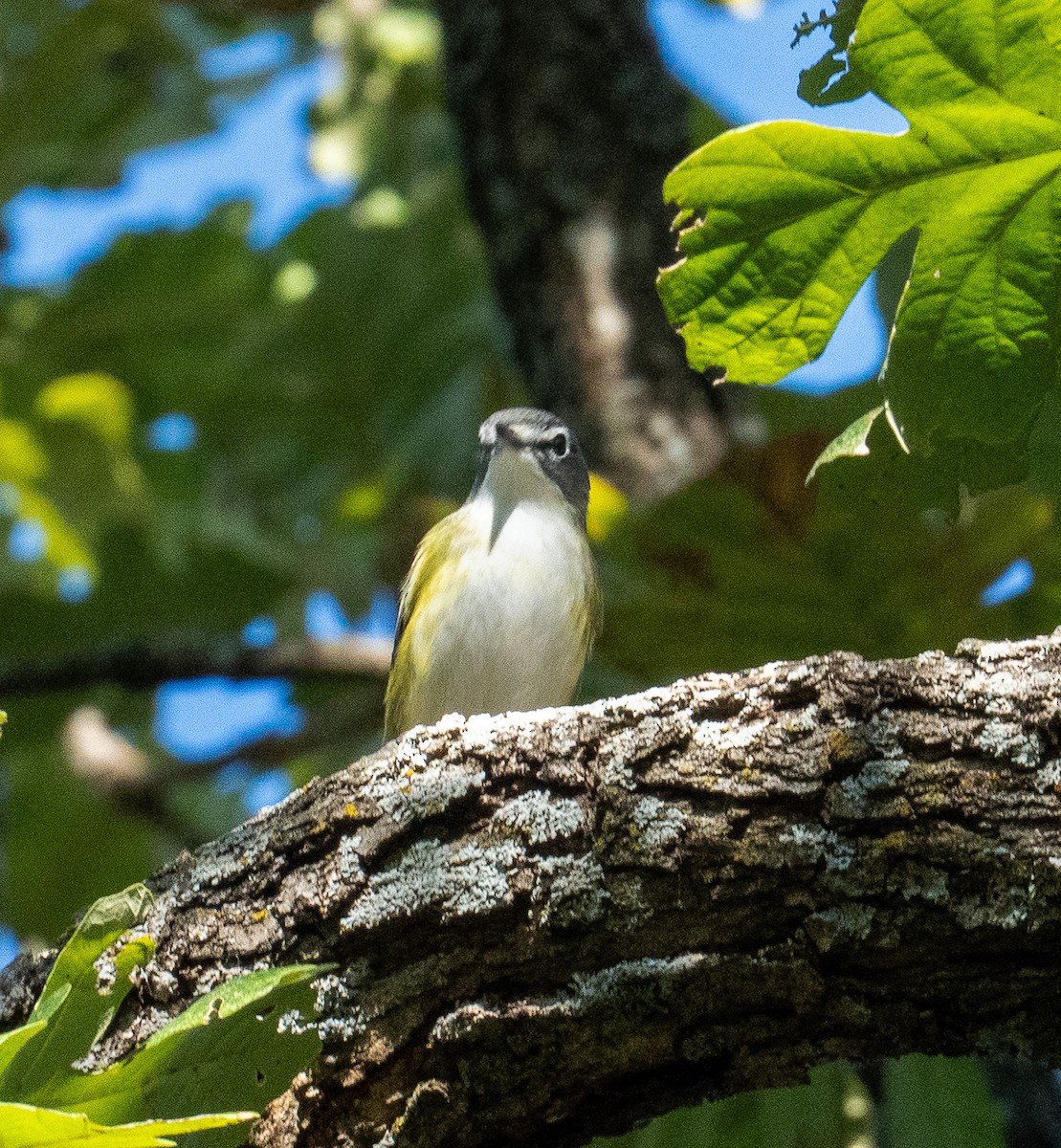 Blue-headed Vireo - ML644497269