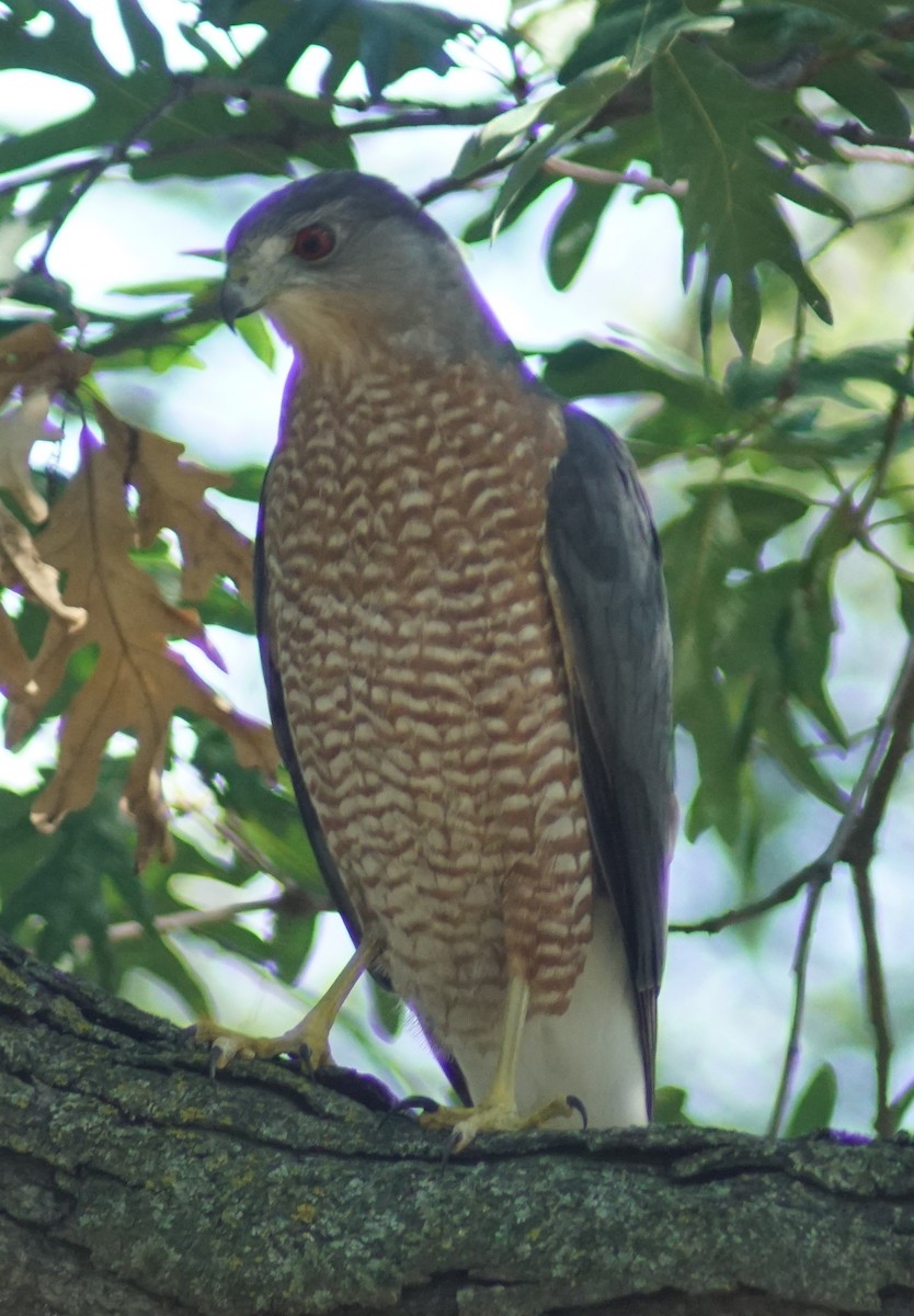 Cooper's Hawk - ML644497281
