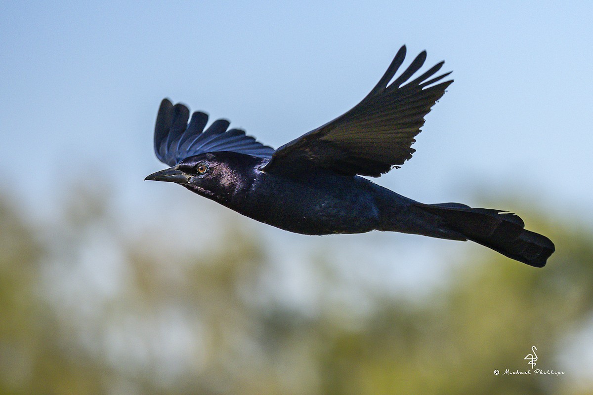 Quiscale des marais - ML644497284