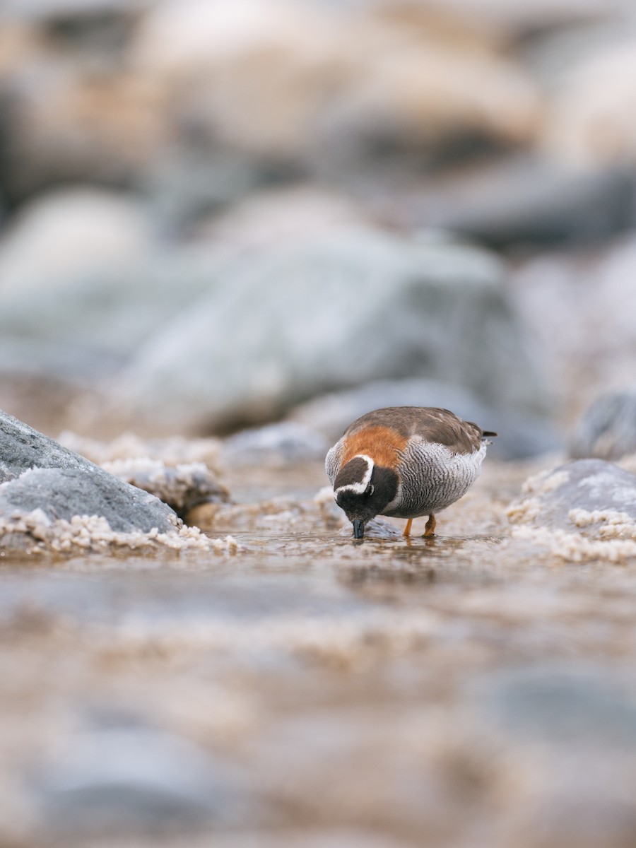 štěrkovníček andský - ML644497286