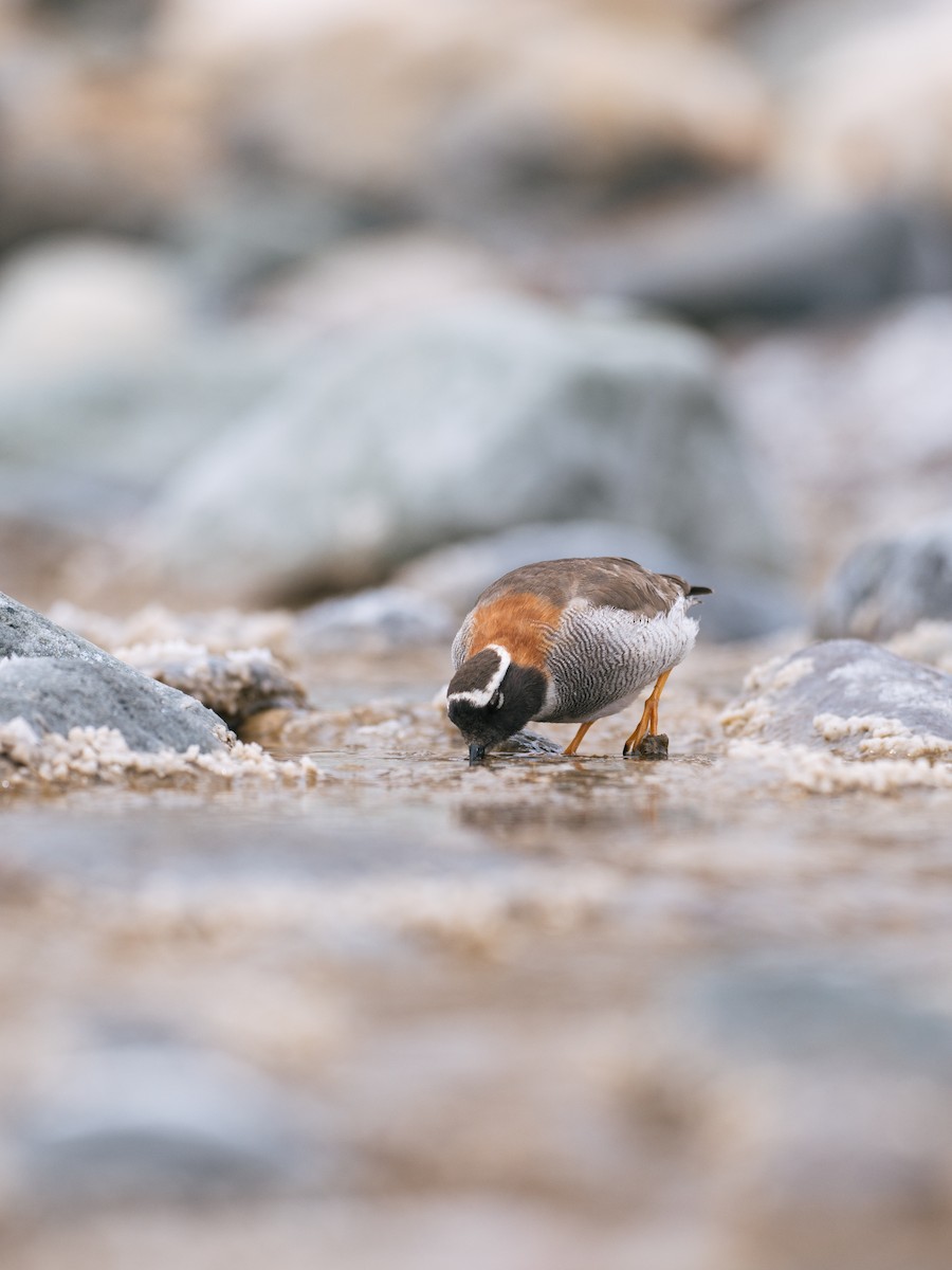 štěrkovníček andský - ML644497287