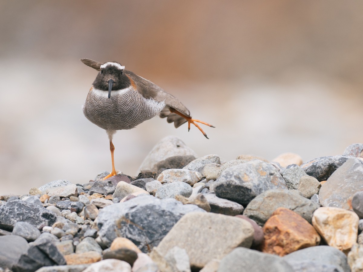 štěrkovníček andský - ML644497288