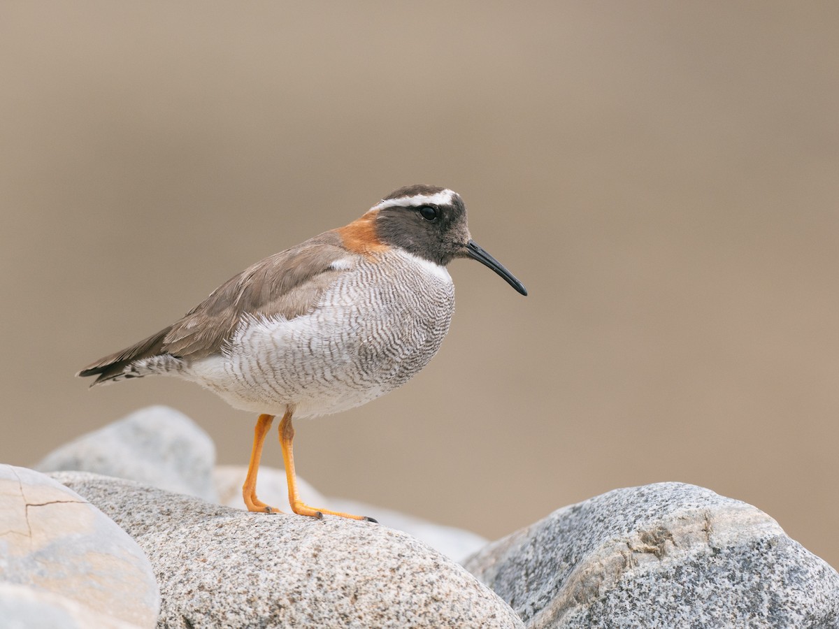 štěrkovníček andský - ML644497289