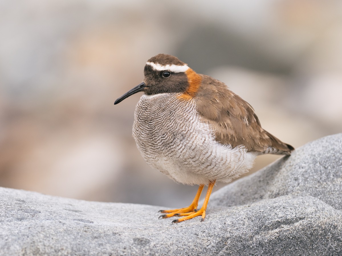 štěrkovníček andský - ML644497290