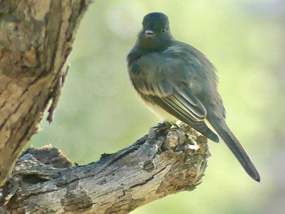 Black Phoebe - ML644497291