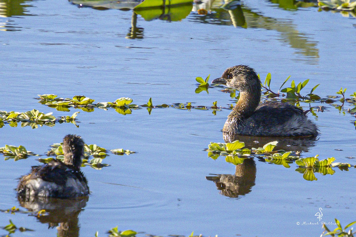 Pied-billed Grebe - ML644497293