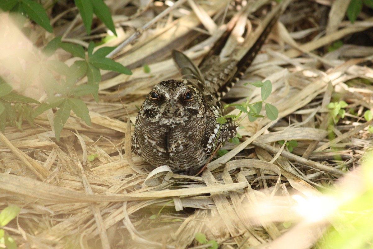 Engoulevent à queue en ciseaux - ML644497300