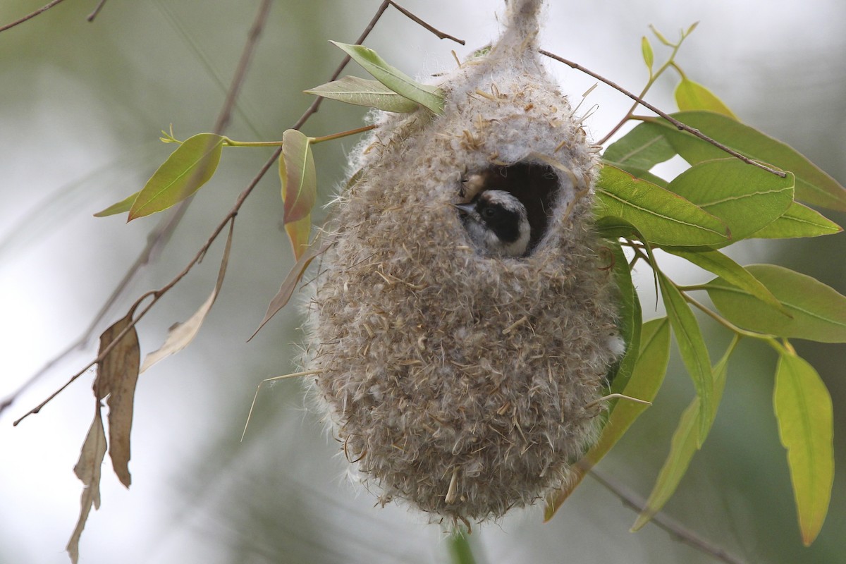 Eurasian Penduline-Tit - ML644497302