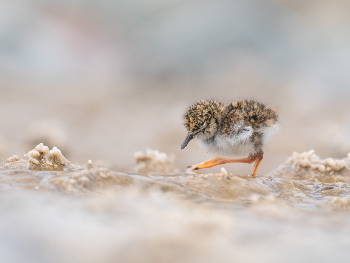 štěrkovníček andský - ML644497313