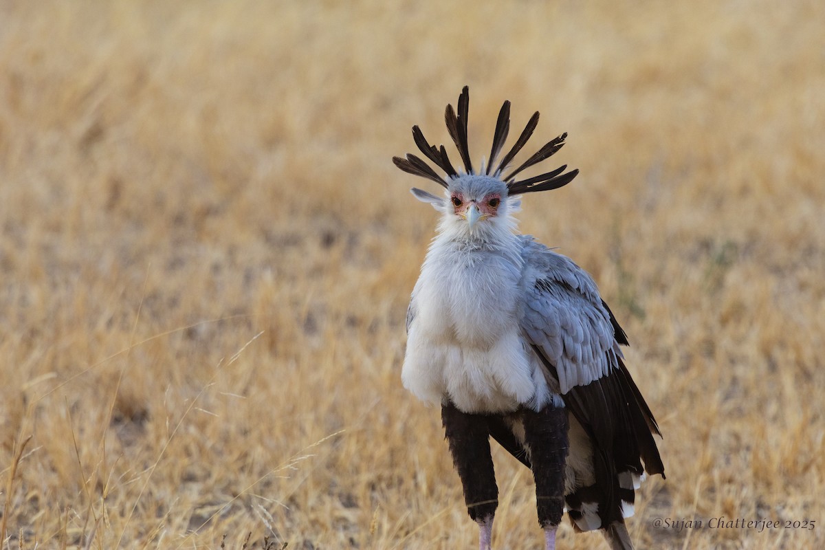 Secretario - ML644497325