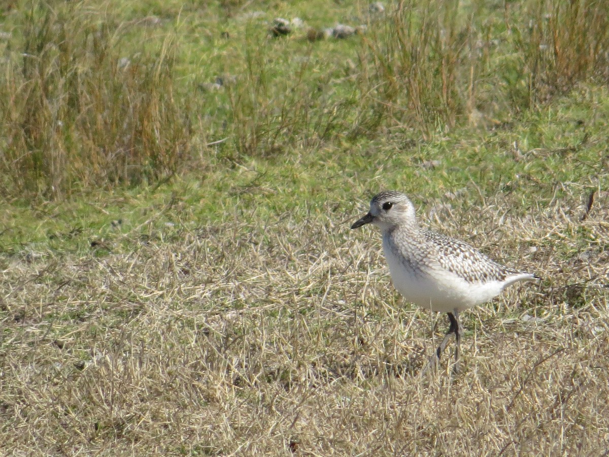 Pluvier argenté - ML644497326