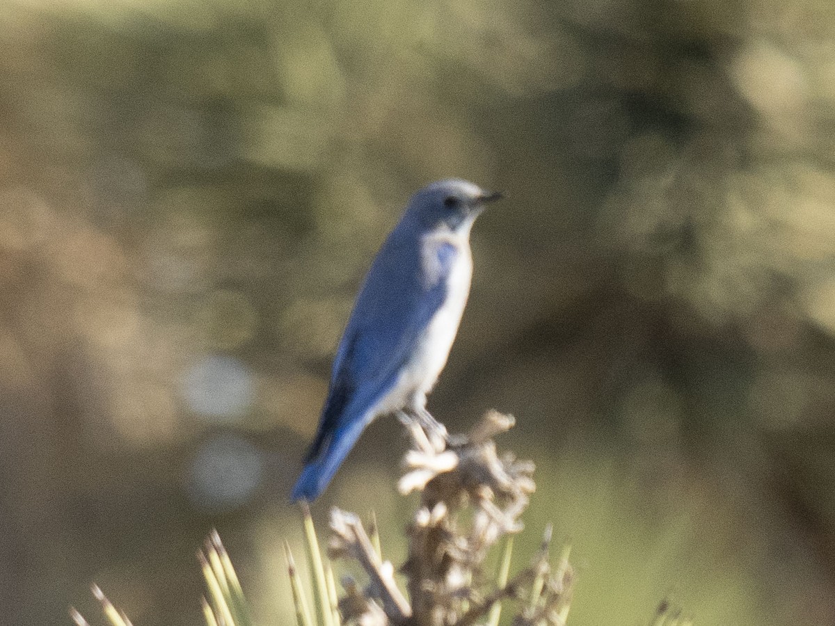 Merlebleu azuré - ML644497328