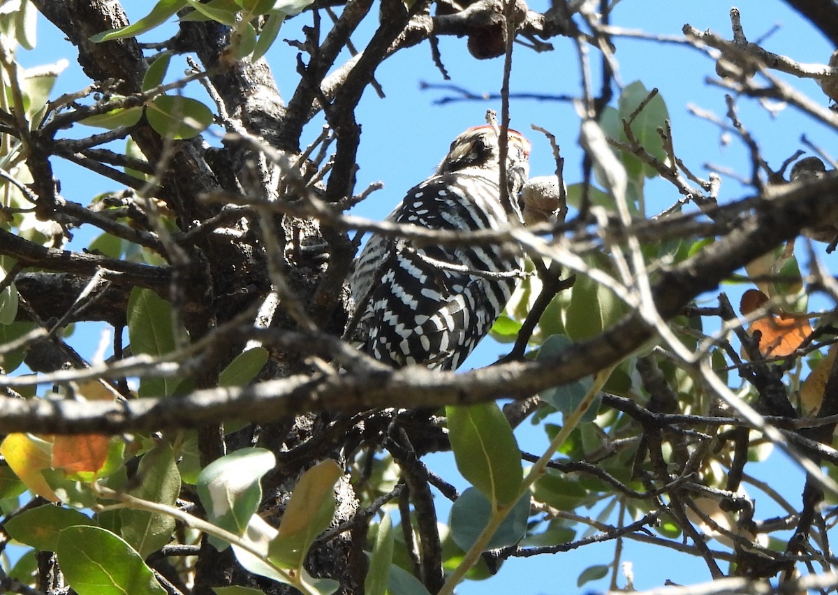 Pic arlequin - ML644497336