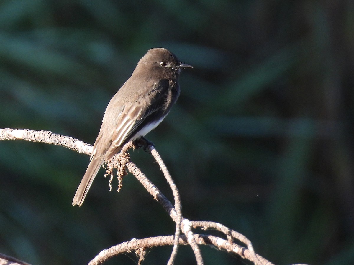 Black Phoebe - ML644497338