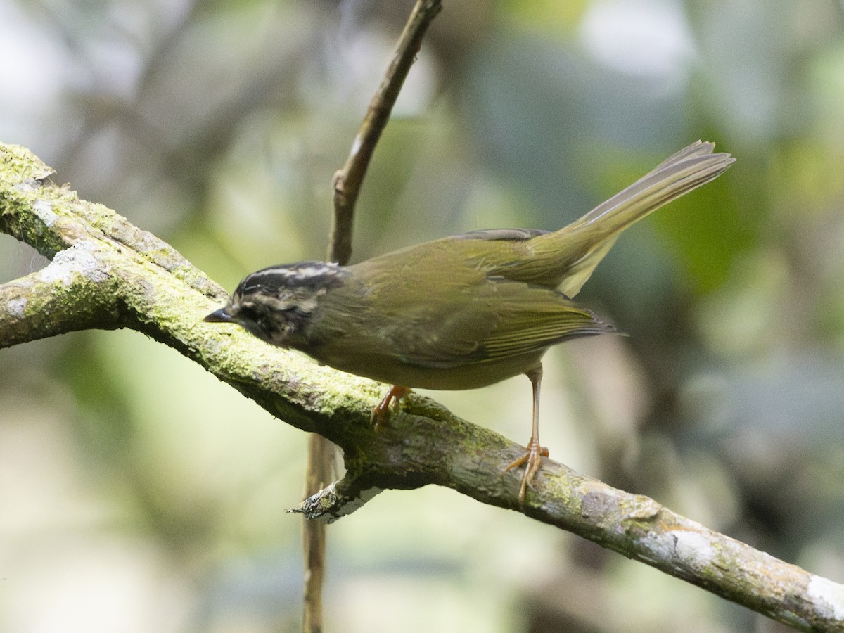 Three-striped Warbler - ML644497339