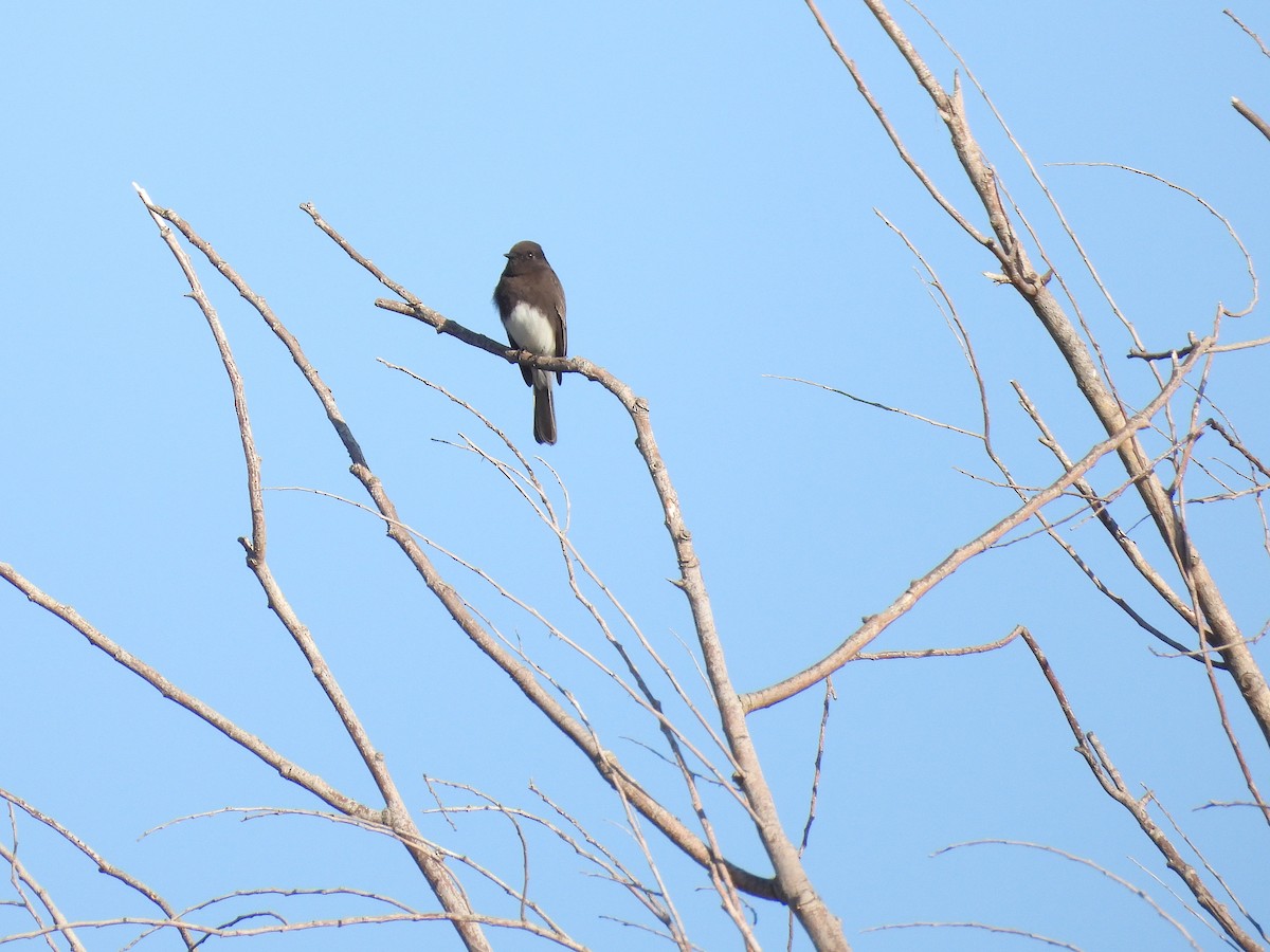 Black Phoebe - ML644497346