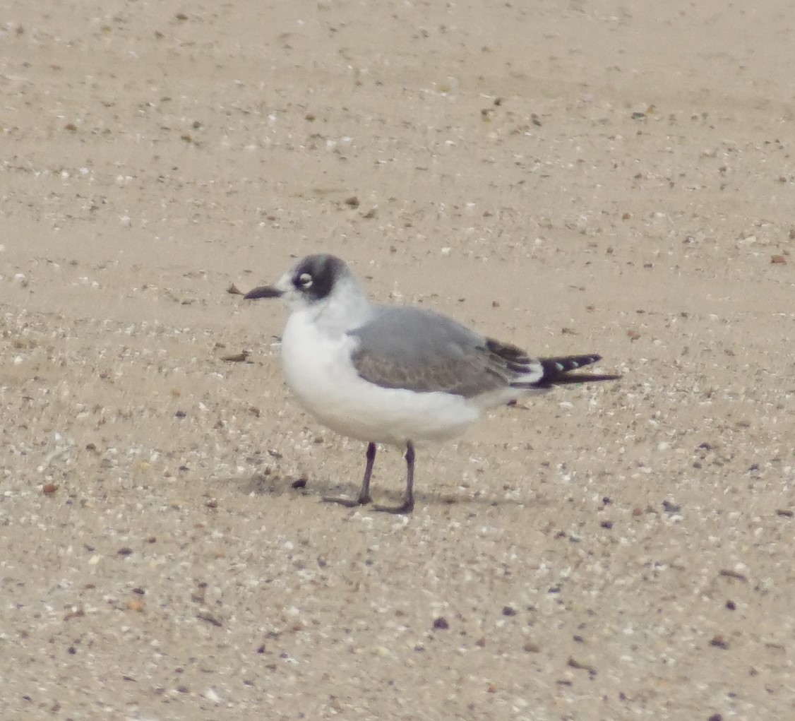 שחף אפור-זנב - ML644497349