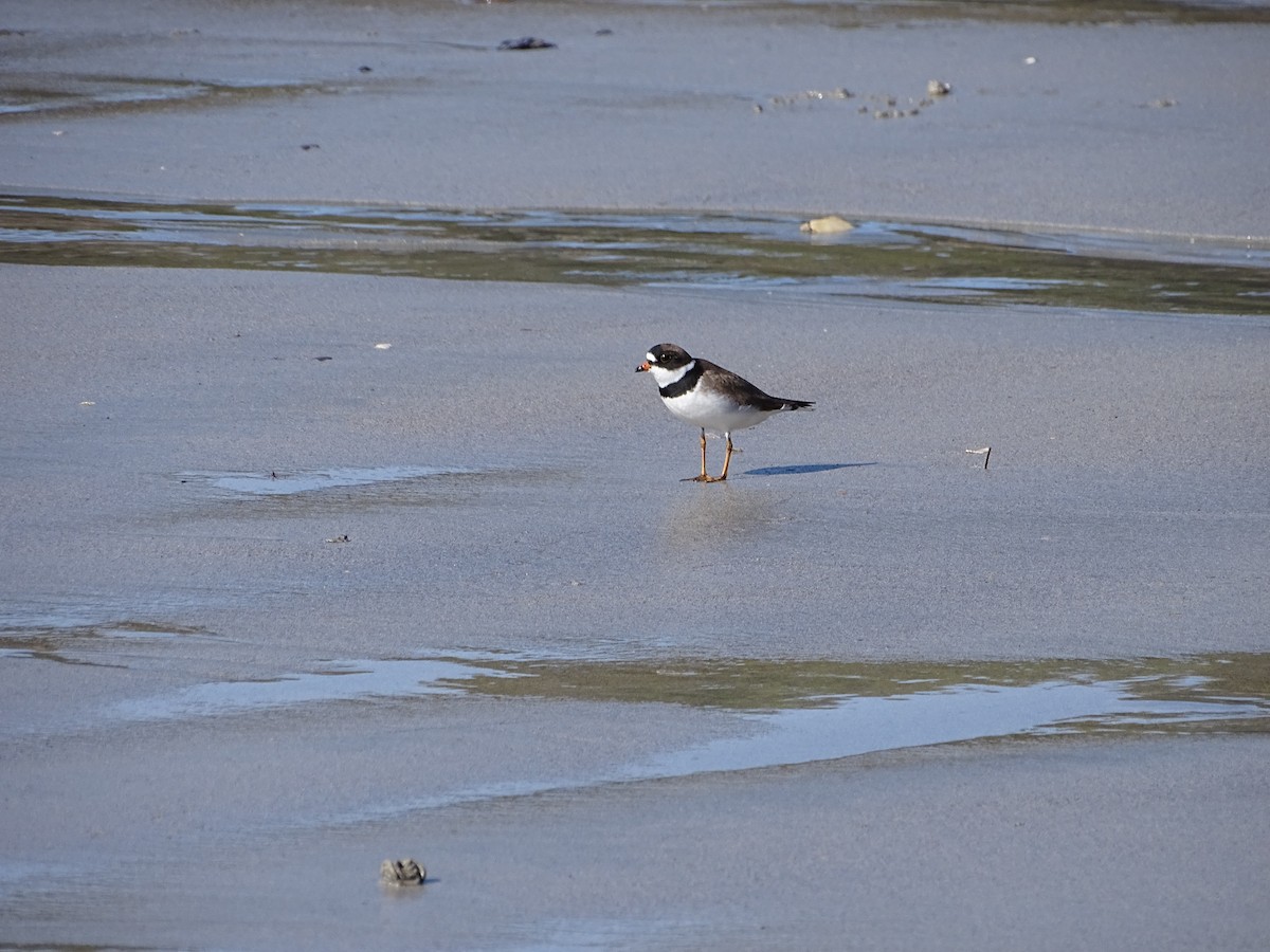 Pluvier semipalmé - ML644497351