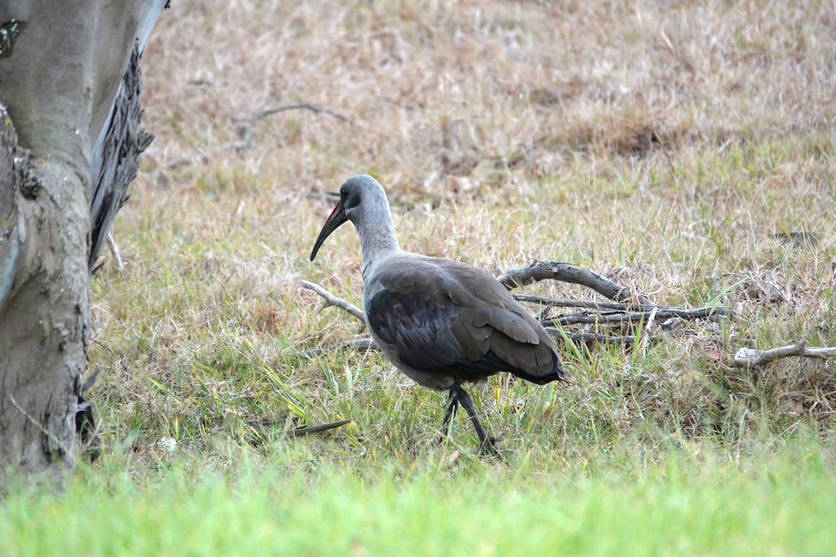 hadadaibis - ML644497354