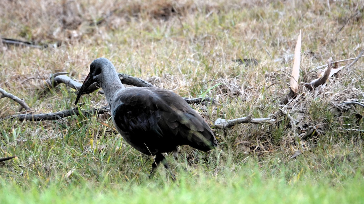 hadadaibis - ML644497355