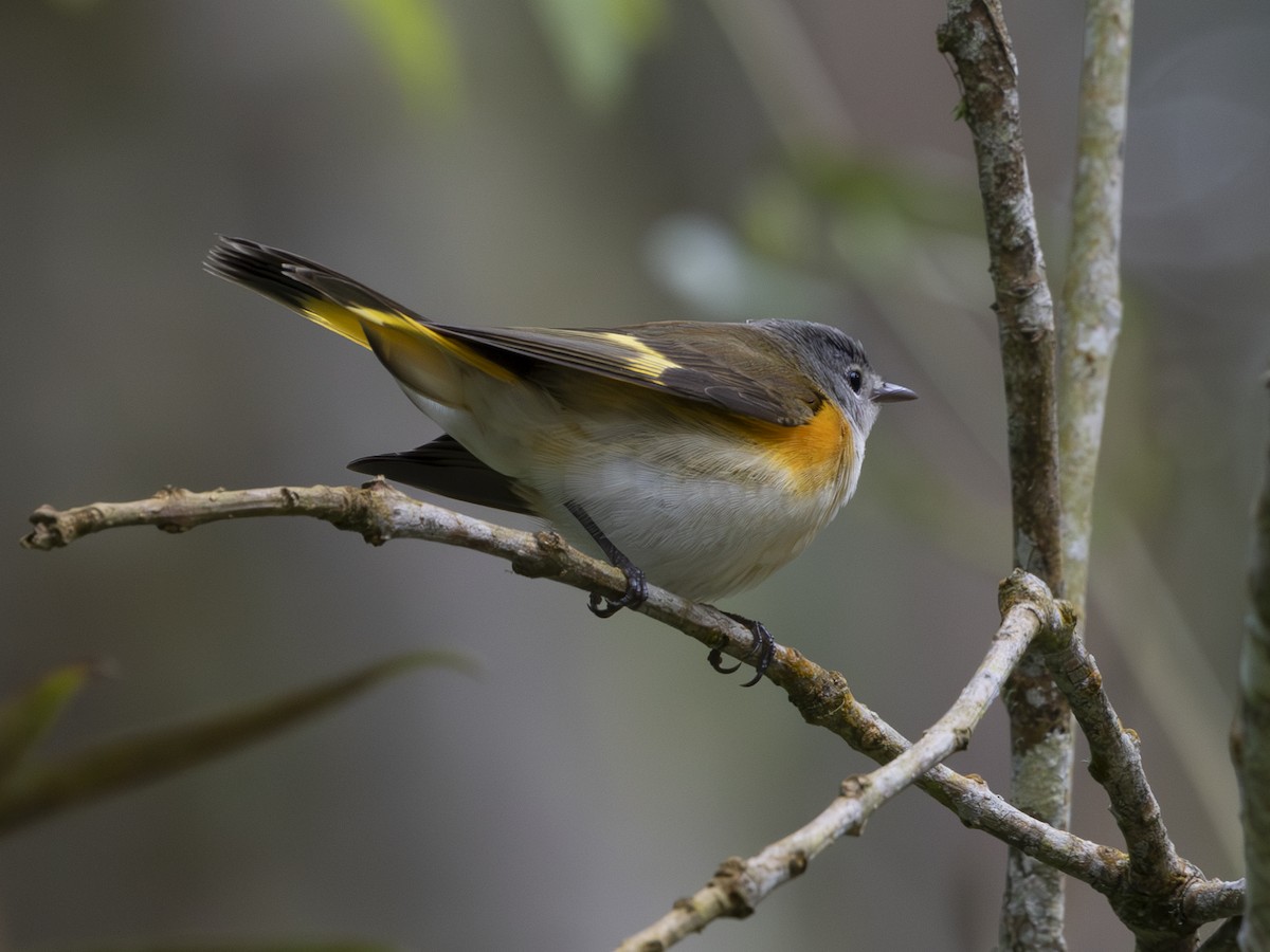 Paruline flamboyante - ML644497356