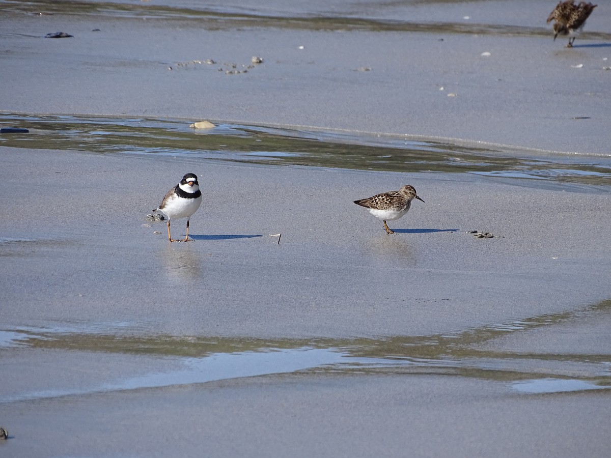 Bécasseau minuscule - ML644497363