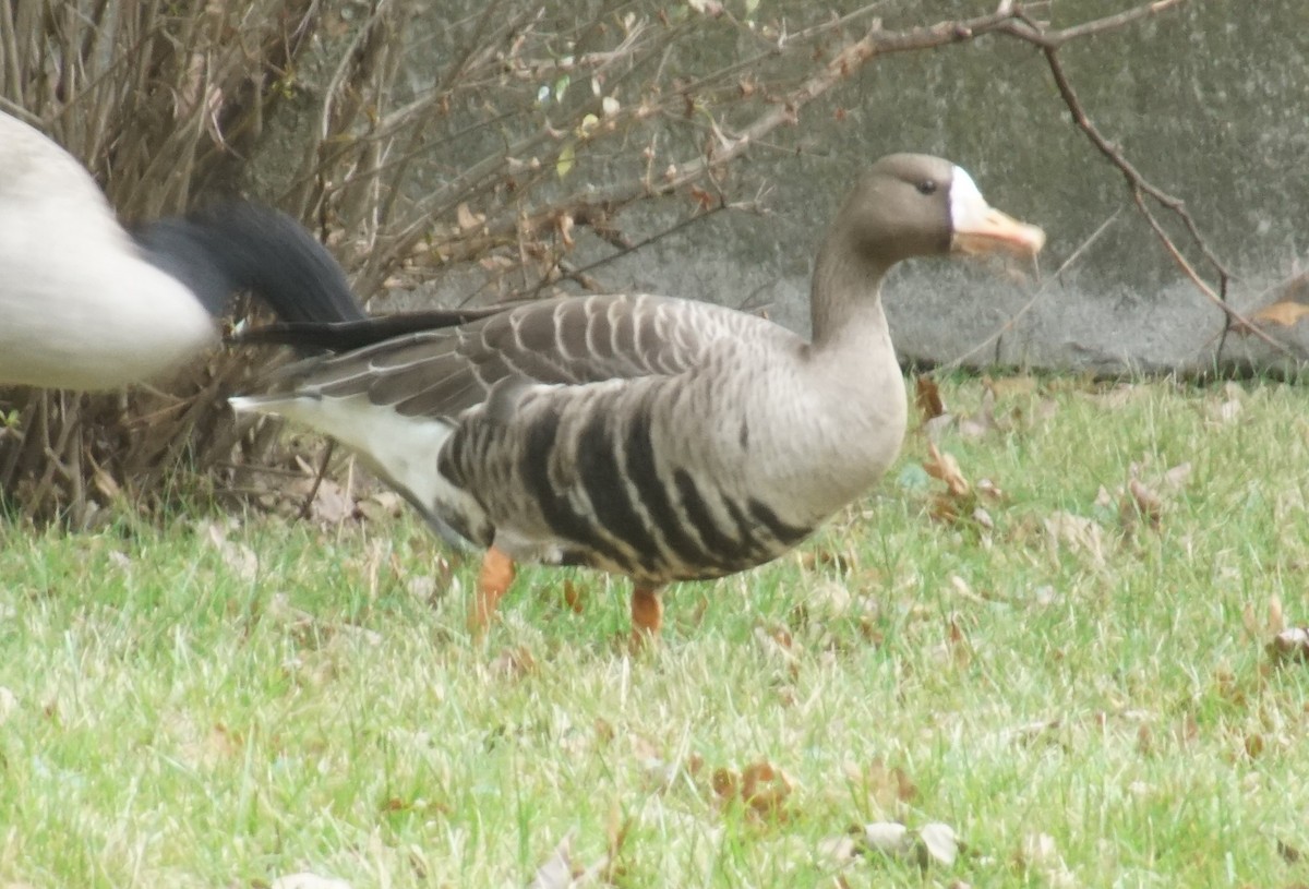 Greater White-fronted Goose - ML644497376