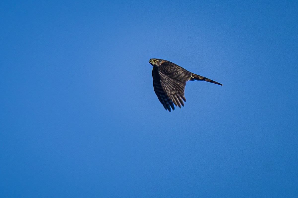 Sharp-shinned Hawk - ML644497379