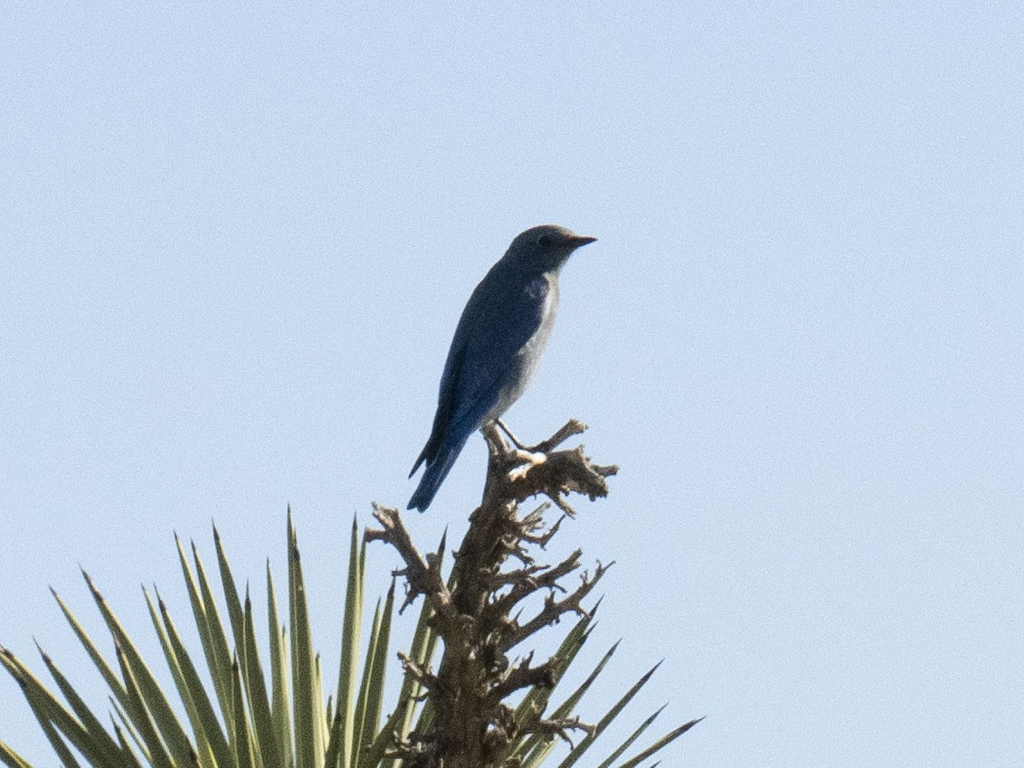 Merlebleu azuré - ML644497381