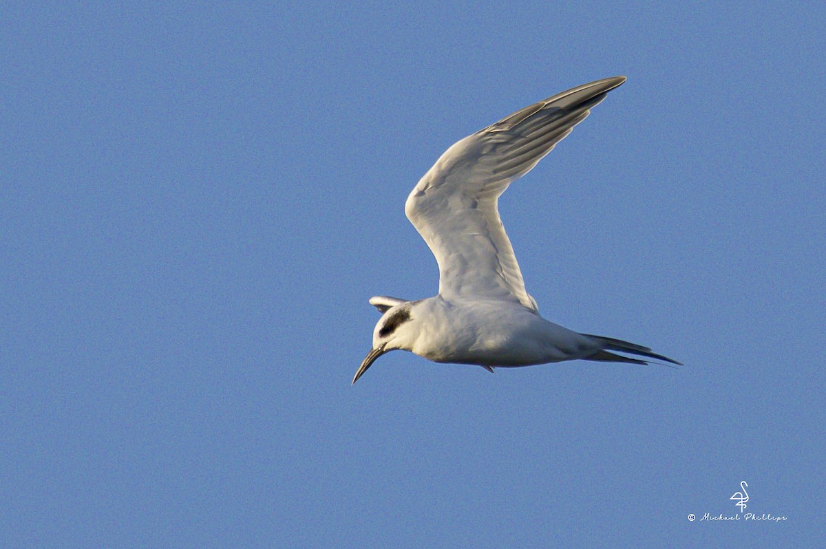 Forster's Tern - ML644497383