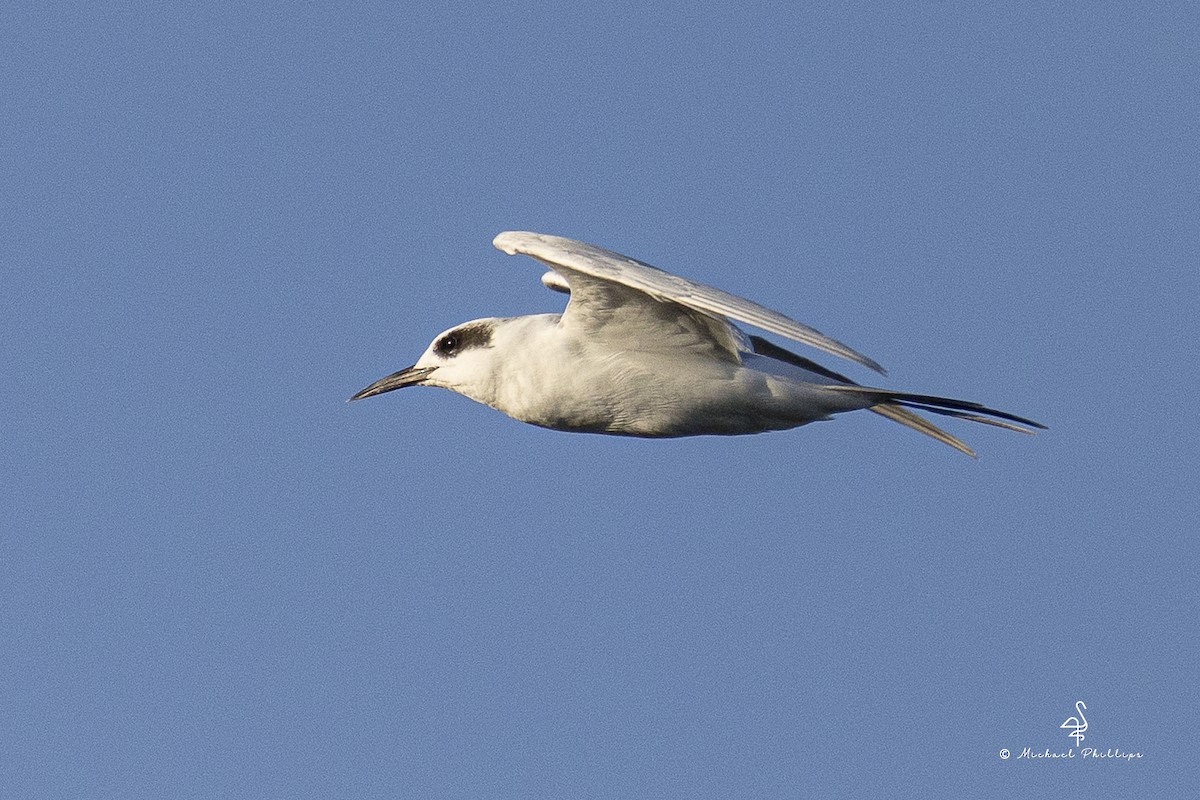 Forster's Tern - ML644497384