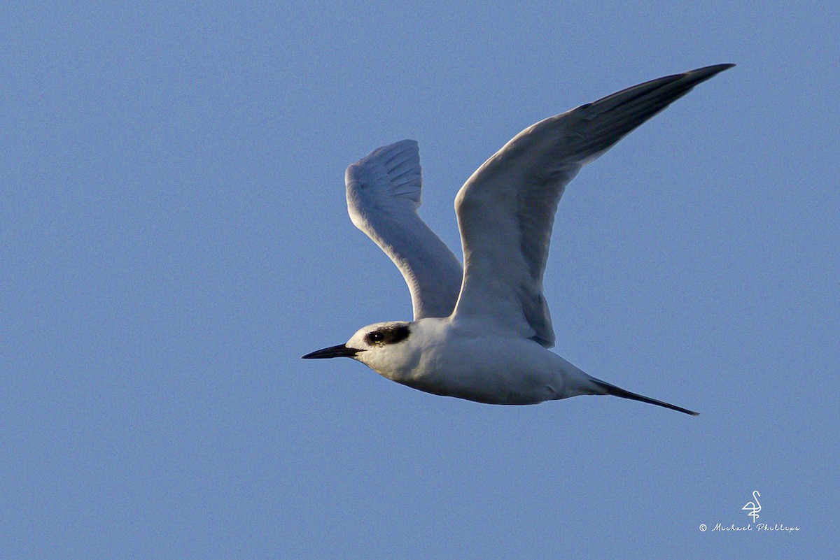 Forster's Tern - ML644497385