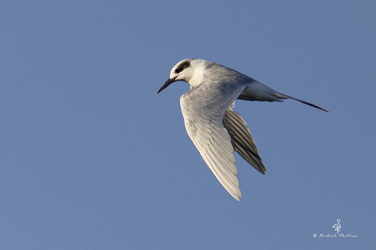 Forster's Tern - ML644497386