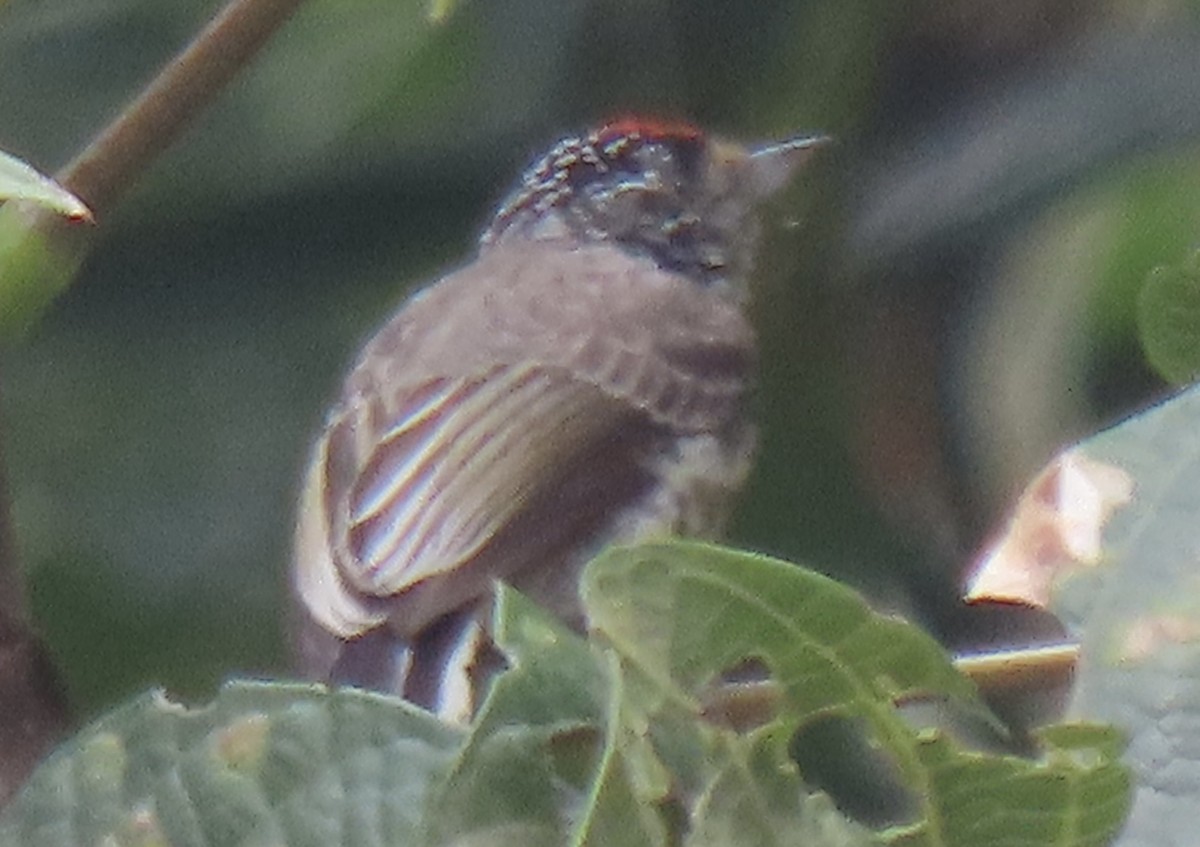 Carpinterito Boliviano - ML644497396