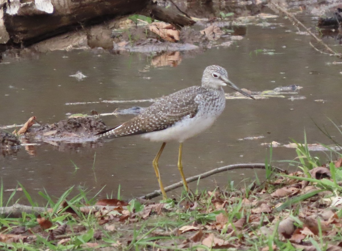 Greater Yellowlegs - ML644497404