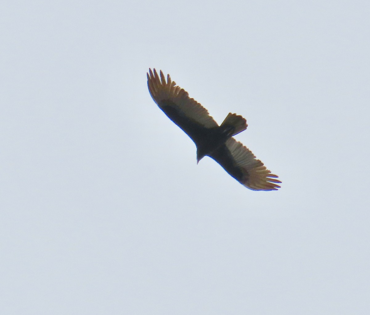 ヒメコンドル - ML644497405