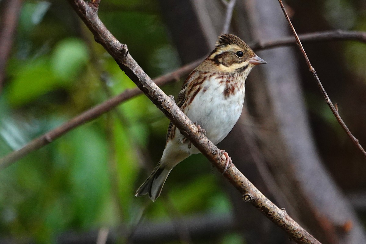 Rustic Bunting - ML644497407