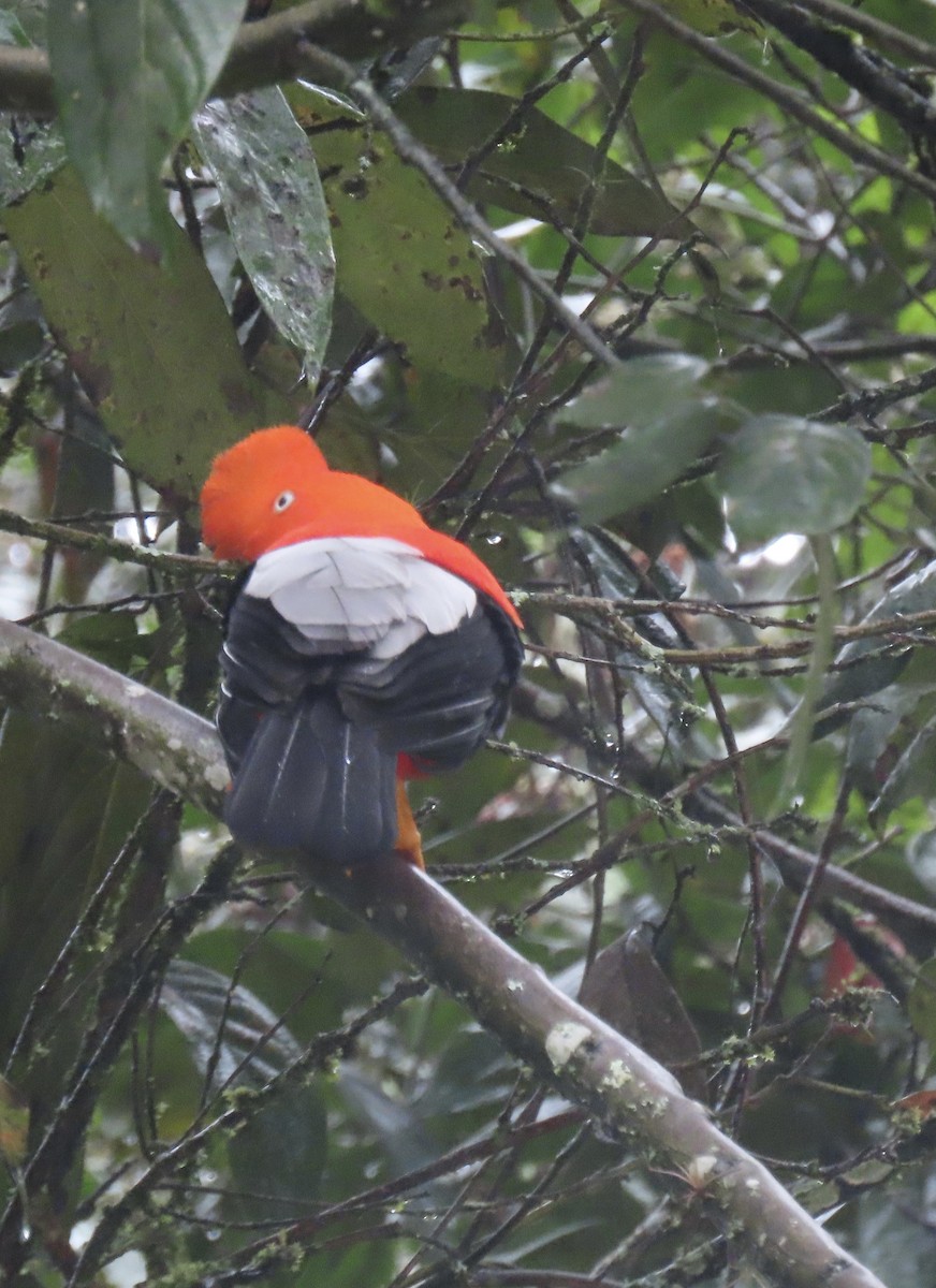 Gallito de las Rocas Peruano - ML644497413