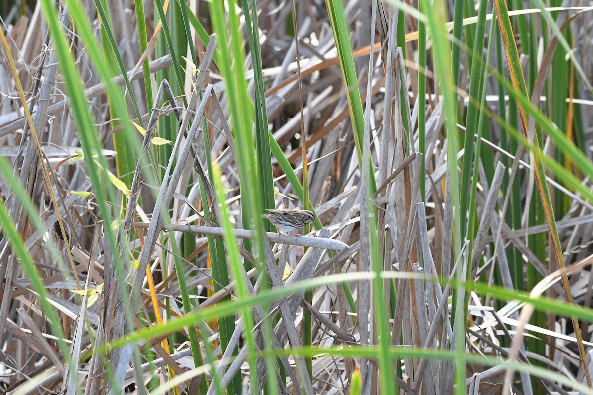 Savannah Sparrow - ML644497417