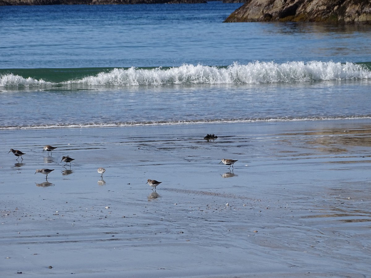 Bécasseau d'Alaska - ML644497419