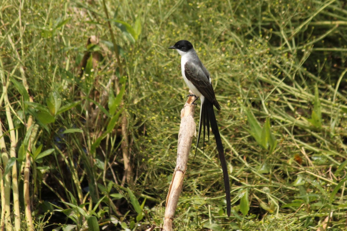 ズグロエンビタイランチョウ - ML644497422