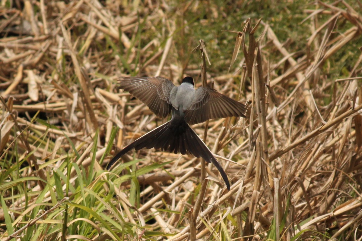 ズグロエンビタイランチョウ - ML644497423