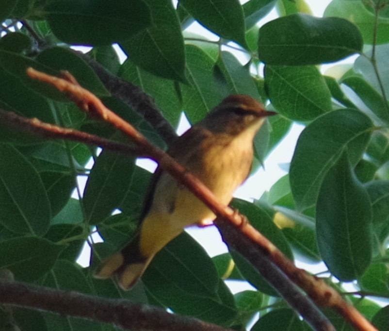 Пальмовая древесница - ML644497431